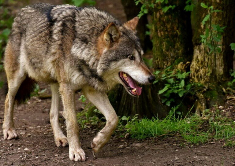 Obrázek článku Vlci na Broumovsku napadají stále více domácích zvířat