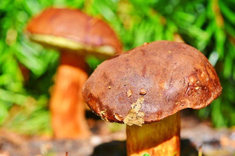 Obrázek článku Víte, jak správně sbírat houby a na co si dát pozor?
