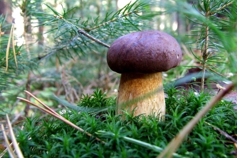 Obrázek článku Víte, kde roste v Česku nejvíce hub?