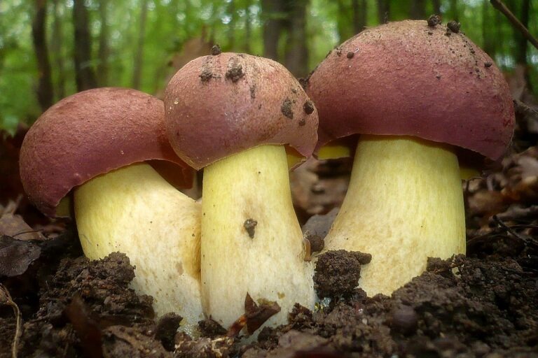 Obrázek článku Kouzelné houby: od nejznámějších po nejoblíbenější mezi houbaři