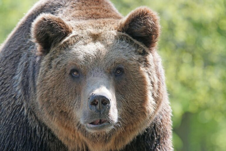 Obrázek článku Největší medvěd na světě: kodiak měří až 270 cm a váží přes 1000 Kg