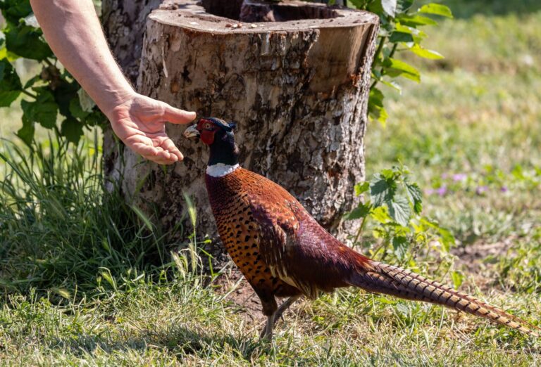 Obrázek článku Na české zahrady útočí od března 2026 bažanti. Odborníci prozradili jednoduchý trik, jak se jich zbavit během 20 minut