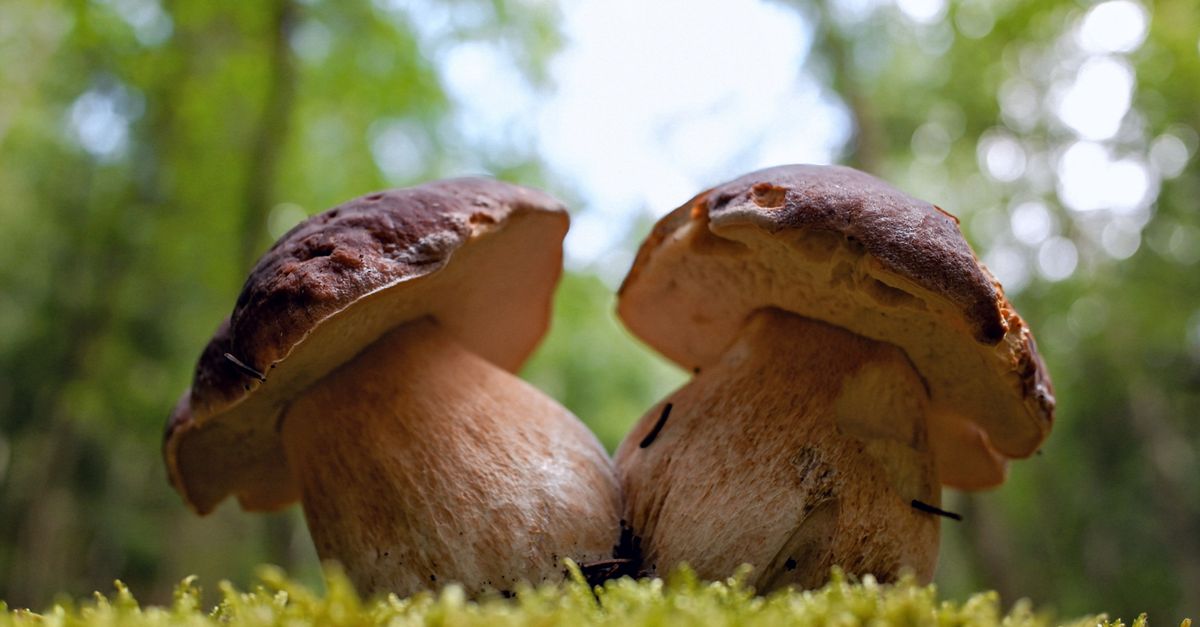 Klíčem k plnému košíku je počkat zhruba deset až čtrnáct dní po vydatném dešti. Ilustrační foto. Zdroj: hejpetrpepa Pepa / Pexels.